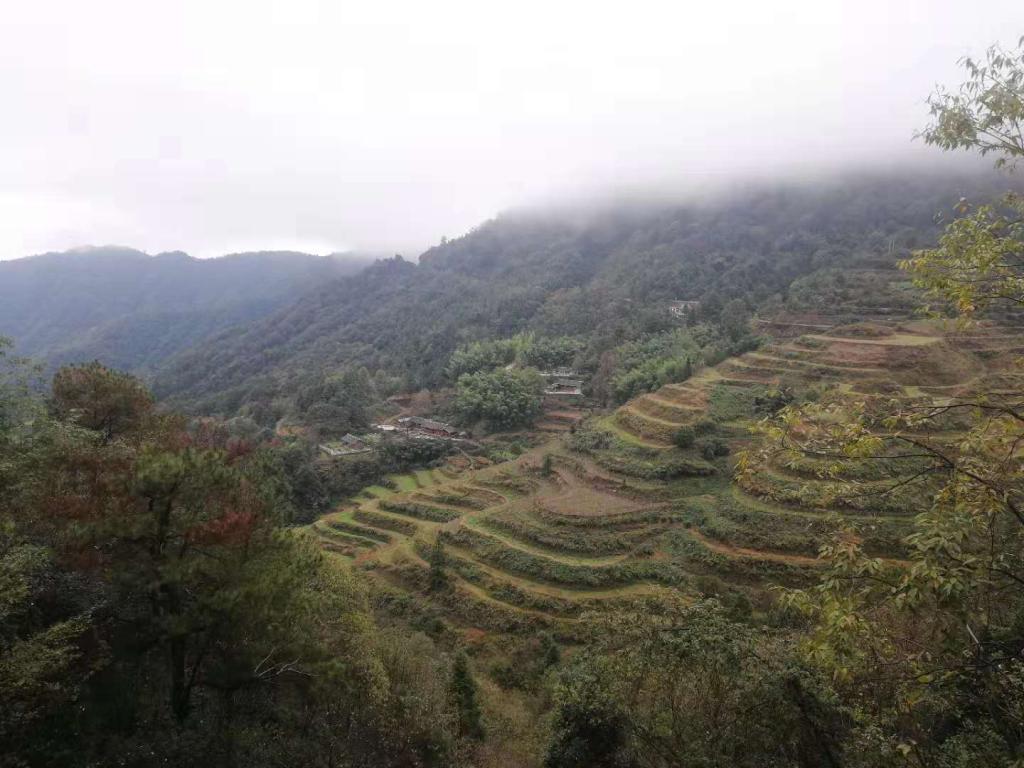 羅家壟梯田